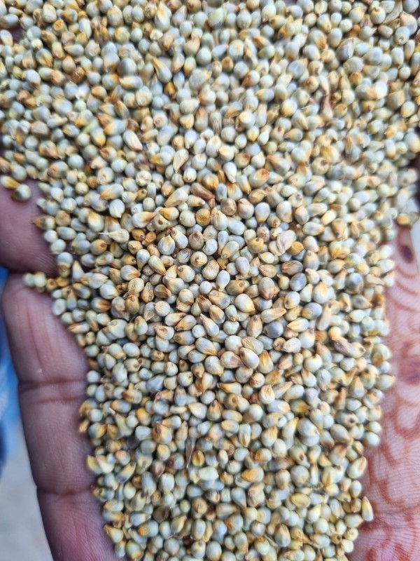 Millets from India